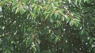 Ağaçtaki Arı Sürüsü