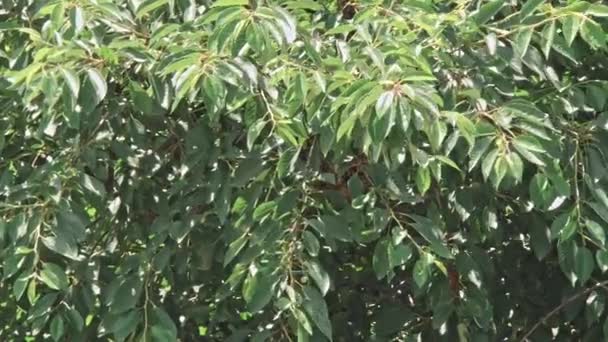 Enjambre de abejas en un árbol — Vídeo de stock