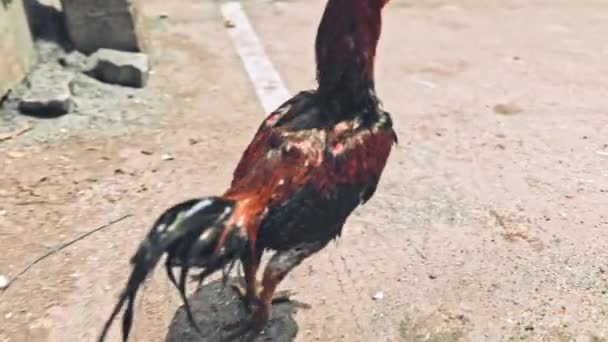 Fighting Cock Local Cock Meitei Yen — Stock Video