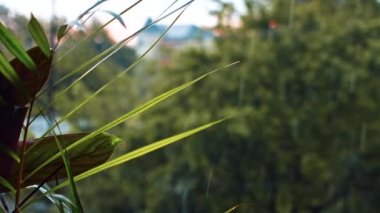 Fresh Green Leaf and Rain Water Drops