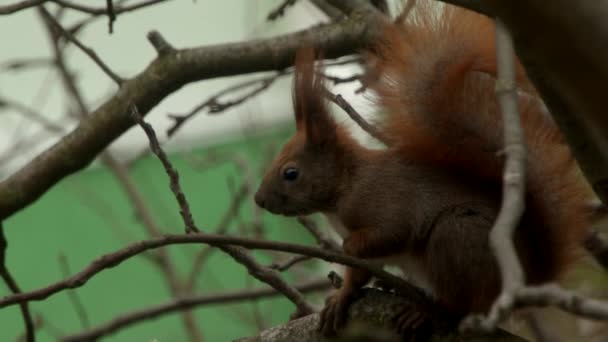Red Squirrel Standing on the Branch — Stock Video