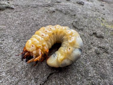 Büyük bir larva, sarımsı bedeni gün ışığında açıkça görülebilen kayalık bir yüzeyde yavaşça sürünür. Bu yaratık doğal ortamında yiyecek arıyor gibi görünüyor..