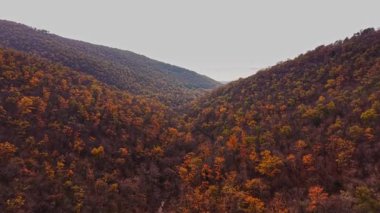 Bulgaristan 'ın vadilerindeki sonbaharın canlı renklerini hava görüntüsü yakalıyor. Yuvarlanan tepeler bulutlu bir gökyüzünün altında turuncu, kırmızı ve sarı yapraklar sergiliyor..