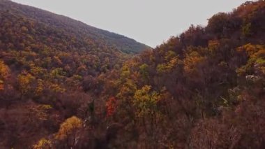 Canlı sonbahar yaprakları, Bulgaristan 'ın yuvarlanan tepelerini kaplayarak güzel bir renkli duvar halısı sergiliyor. Sakin manzara doğanın mevsimsel değişimlerini vurguluyor..