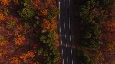 Havadan bakıldığında çarpıcı sonbahar renklerinde ağaçlarla çevrili dolambaçlı bir yol görülüyor. Canlı kırmızılar, portakallar ve yeşiller Bulgaristan 'da pitoresk bir manzara yarattı.