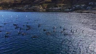 Güneşli bir günde, güneşli bir gökyüzünün altında kayalık kıyılar ve tepelerle çevrili düzinelerce ördek huzur içinde yüzerken görülebilir..