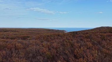 Sakin okyanus uzaklarda parıldarken canlı sonbahar renkleri ormanlar boyunca yayıldı. Manzara, deniz ve karanın sakin bir karışımını yakalar..