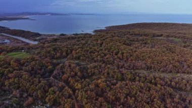 Bu hava manzarası bereketli bir ormanın sakin kıyı sularıyla buluştuğunu gösteriyor. Mavi gökyüzünün arka planına karşı doğanın renklerinin karışımını vurguluyor..