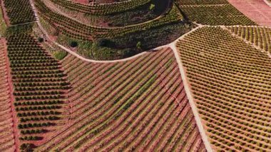 İspanya 'da asma ağaçları tüm ülkeye yayılıyor. Toprak yollar, yerel çiftçilerin bakımını gösteren tarlaları bölüyor. Güneş doğayı aydınlatıyor, bu da öğle vakti olduğunu gösteriyor..