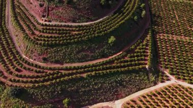 İspanya 'daki tepelerde üzüm bağları yetişir. Arazi birçok sıra halinde düzenlenir. Bu tarım yöntemi su akışı ve güneş ışığına yardımcı olur. İşçiler büyüyen mevsimde sarmaşıkları yönetirler..