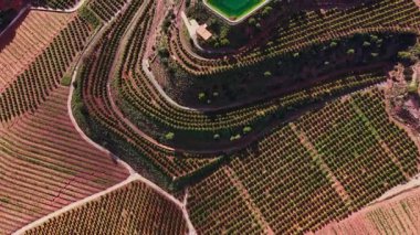 İspanya 'da açık bir gökyüzünün altındaki yamaçlar üzüm bağlarıyla doludur. Yeşillikler arasında küçük bir bina görülebilir. Toprak teraslar şeklinde, çalışan bir üzüm bağını gösteriyor..