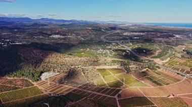 İspanya 'da geniş bir üzüm bağı bölgesi. Sıraları iyi organize edilmiş yeşil bitkilerle dolu. Arka planda dağlar yükselir ve kıyı şeridi ufuk boyunca uzanır..