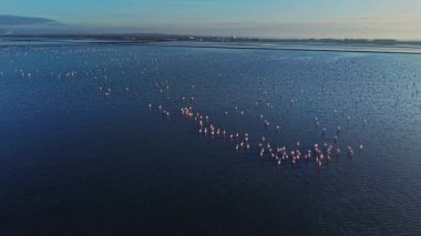 Flamingolar sudaki sularda birlikte dururlar. Bazı flamingolar yürürken diğerleri dinleniyor. Güneş ışığı gündüz boyunca durgun su yüzeyini yansıtır..