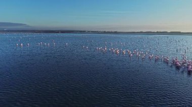 Flamingolar gün batımında sığ sularda toplanırlar. Gökyüzü mavidir ve su onların şekillerini yansıtır. Bölgede çok sayıda bir aradalar..