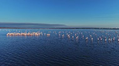 Flamingolar su kenarına yakın bir çizgide toplanır ve arka planda berrak bir gökyüzünün altında görünen bir şehir silueti vardır. Su kenarında gündüz vakti..