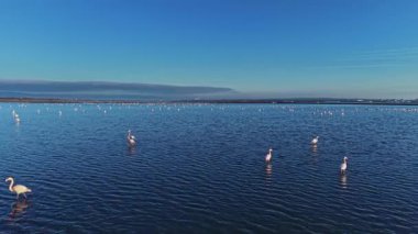Flamingolar güneşli bir günde sığ sularda dururlar. Onlar yiyecek ararken, pek çok flamingo açık mavi bir gökyüzünün altında suya dağılmış durumda..