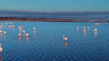 Diğerleri yakınlarda yürürken bir grup flamingo sığ sularda duruyor. Güneş arka planda batar, suyun yüzeyine yumuşak yansımalar yapar..