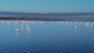Bir grup flamingo açık mavi gökyüzünün altında sığ sularda duruyor. Sahne, güneş ışığını yansıtan birçok kuşun yüzeye dağıldığını gösteriyor..