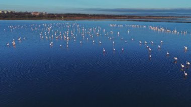Flamingolar büyük bir grupla sığ sularda dururlar. Mekan, üzerinde mavi gökyüzü olan huzurlu bir ortam gösteriyor..
