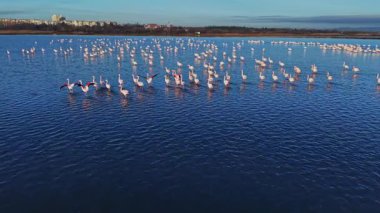 Bir grup flamingo gün doğumunda kıyı bölgesinin yakınlarında sığ sularda duruyor. Güneş doğmaya başladığında gökyüzü yumuşak renkler gösterir, güzel bir sahne yaratır..