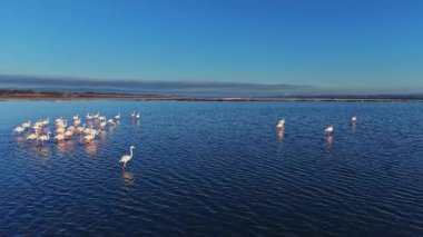 Flamingolar güneş batarken sığ sularda toplanırlar. Bazı kuşlar beslenirken diğerleri dinleniyor. Manzara, uzak toprakları olan berrak bir gökyüzüne sahiptir..
