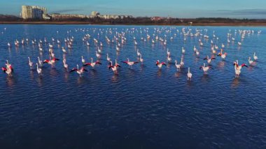 Flamingolar sulak bir bölgede sakin sularda duruyorlar. Gruplar halinde, bazılarının kanatları açıktır. Gökyüzü açık ve çevre doğal görünüyor..