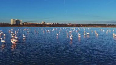 Flamingolar sulak bir alanda sığ sularda dururlar. Bölgeye dağılmışlar ve arka planda binalar var. Gökyüzü açık ve mavi..