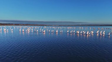Flamingolar gün batımında sığ sularda toplanırlar. Gökyüzü mavidir ve su onların şekillerini yansıtır. Bölgede çok sayıda bir aradalar..