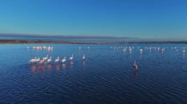 Flamingolar gün boyunca sığ sularda toplanır ve sıcak güneşin tadını çıkarırken pembe renklerini sergilerler. Mavi gökyüzü su yüzeyine yansıyor..