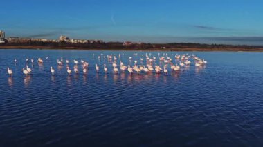 Flamingolar berrak bir gökyüzünün altında suyun içinde toplanırlar. Güneş, nehirde yan yana dururken kuşların üzerinde parlıyor. Şehir arka planda görünür..