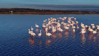 Flamingolar sığ sularda toplanır, ışığı yansıtırlar. Etrafta dolaşır ve açık mavi gökyüzünün altında doğal sulak bir ortamda etkileşime girerler..