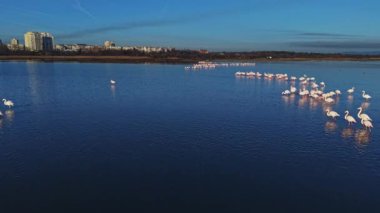 Flamingolar şehrin yakınındaki bir gölde toplanıyorlar. Onlar suyun içinde yürürken, bazıları hareketsiz duruyor. Binalar arka planda berrak bir gökyüzünün altında görünür..