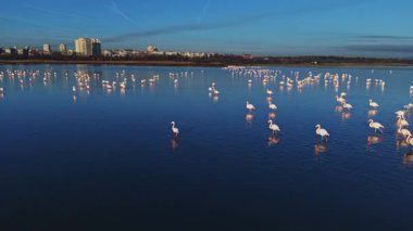 Flamingolar güneş batarken sığ sularda toplanırlar. Arka planda bir şehir silueti görülebilir. Kuşlar sakin yüzeye yansıyor..