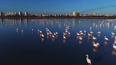 Flamingolar sığ sularda ayakta duran bir gölde kalabalık bir şekilde toplanırlar. Kuşlar binaların arka planında ve açık mavi gökyüzünde görülebilir..