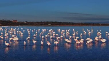 Flamingolar gün batımında sığ sularda dururlar ve renkli bir manzara yaratırlar. Sulak bir alandalar. Pembe renklerini berrak bir gökyüzünün altındaki durgun suya yansıtıyorlar..
