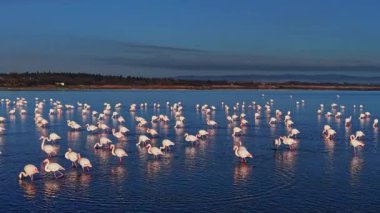 Flamingolar sulak bir alanda sığ sularda toplanırlar. Güneş doğar, parlak bir gökyüzü yaratır. Kuşlar suyun içinde yiyecek aramak için dururlar..