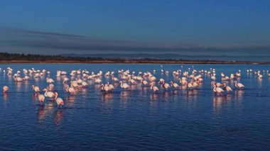 Flamingolar gün batımının renklerini yansıtan sığ sularda toplanırlar. Dağlar arkaplanda ufuk çizgisine dizilir. Sahne sakin bir kıyı bölgesini gösteriyor..