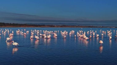 Flamingolar, sabahın erken saatlerinde sulak alanlarda sığ sularda yürürken çok sayıda bir araya gelirler. Güneşin doğuşu sahneyi aydınlatıyor.