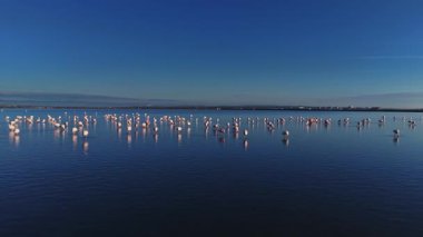 Flamingo grupları gün ışığında sığ sularda toplanırlar. Açık gökyüzü su yüzeyini yansıtırken kuşlar hala doğal ortamlarında kalırlar..