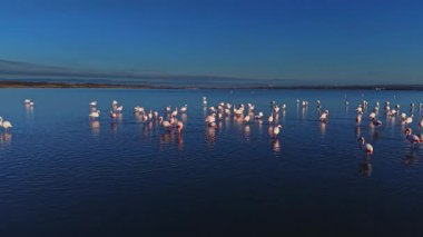 Flamingolar sığ sularda dururlar, açık gökyüzünün altında bir grup halinde beslenirler ve dinlenirler. Sahne doğal bir yaşam alanını gösteriyor ve bölgedeki günlük yaşamı yansıtıyor..