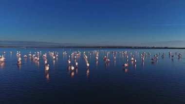 Flamingolar açık mavi gökyüzünün altında sığ sularda bir arada dururlar. Bu sahne, onların eşsiz şekillerini ve renklerini gündüz vakti doğal bir ortamda yakalar..