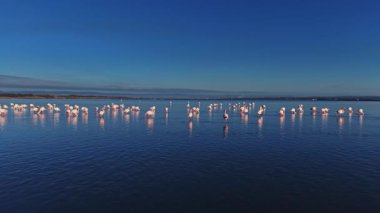 Flamingolar parlak mavi gökyüzünün altında sığ sularda toplanırlar. Gün boyunca kıyı bölgelerinde etkileşime girip beslendikleri görülmektedir..