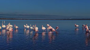 Bir grup flamingo gece boyunca kıyı kenarında sığ sularda duruyor. Gökyüzü mavi ve güneş batıyor, suya yansıyor..