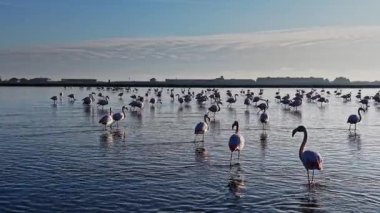 Büyük bir flamingo grubu sığ sularda duruyor. Güneş doğarken dalgın dalgın dolaşır ve yiyecek ararlar. Gökyüzü açık Uzakta yumuşak bulutlar.