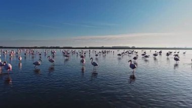 Flamingolar temiz gökyüzünün altında sığ sularda toplanırlar. Öğlen boyunca kıyı sulak alanlarında beslenir, dinlenir ve birbirleriyle etkileşime girerler..
