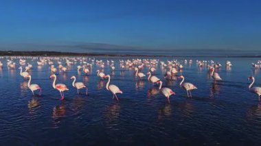 Flamingolar yiyecek aramak için sığ sularda toplanır, ayakta dururlar ve yürürler. Güneş sahne üzerinde parlıyor, sakin bir atmosfer yaratıyor..