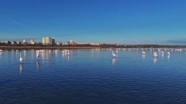 Flamingolar açık mavi gökyüzünün altında bir gölde yüzüyorlar. Arka planda, yüksek binalar sudaki yansımaları yansıtan bir şehir silueti oluşturur..