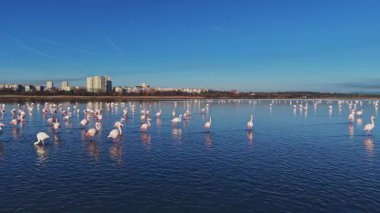 Flamingolar sığ sularda toplanıyor ve arka planda şehir binaları var. Gökyüzü açık ve mavi, parlak bir gün gösteriyor.