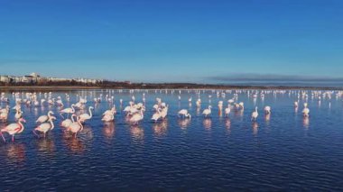 Flamingolar sığ sularda duruyorlar, pembe renklerini yansıtıyorlar. Güneş açık bir öğleden sonra parlarken gölün karşısında birçok kuş görülebilir..