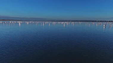 Flamingolar yüzeyde yansımalar yaratmak için sığ sularda toplanırlar. Gökyüzü açık ve sahne gündüzleri doğal güzellikleri gösteriyor..
